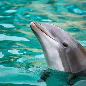 Close-up of a dolphin in a tranquil pool